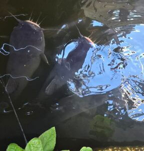 Catfish swimming under the dock